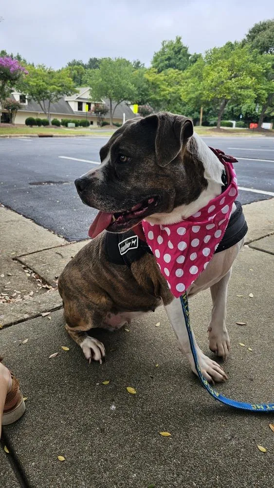 An adult medium-sized female Tricolor (Brown, Black, & White) American Staffordshire Terrier dog named Journey for adoption in Youngsville, NC