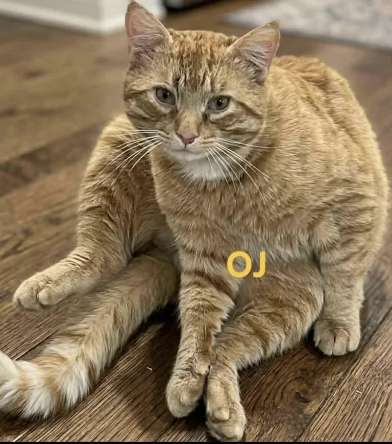 Oj