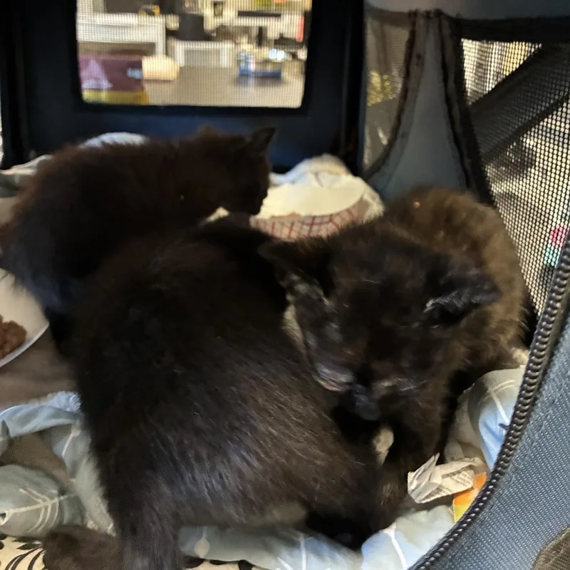 A baby small-sized male Black Domestic Short Hair cat named Skip for adoption in Los Angeles, CA