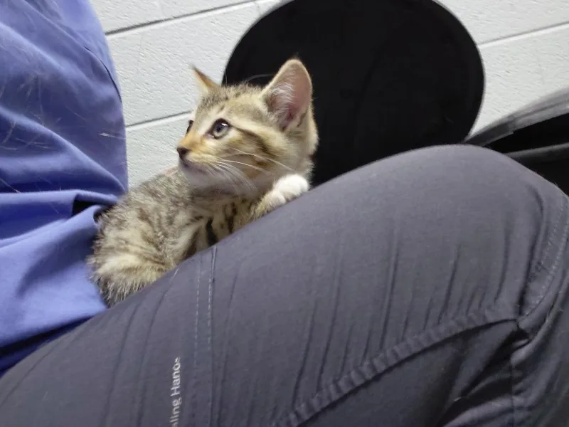 A baby small-sized male Domestic Short Hair cat named Tom for adoption in Henderson, NC