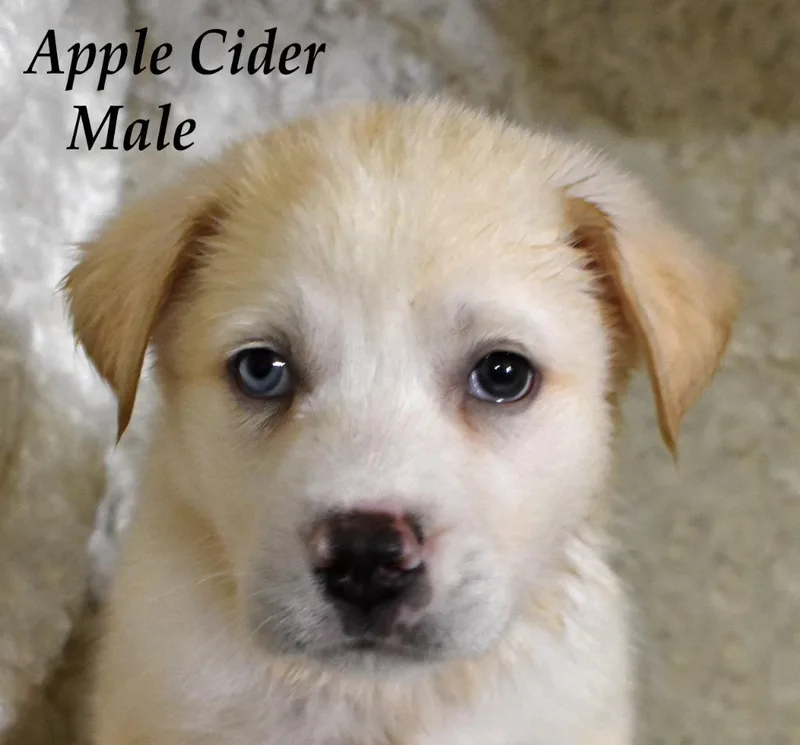 Apple Cider