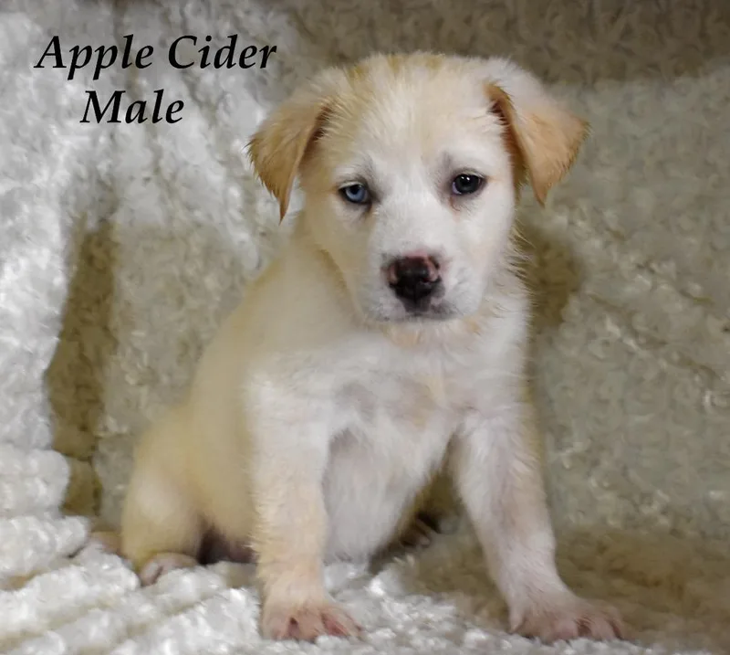 Apple Cider thumbnail 2