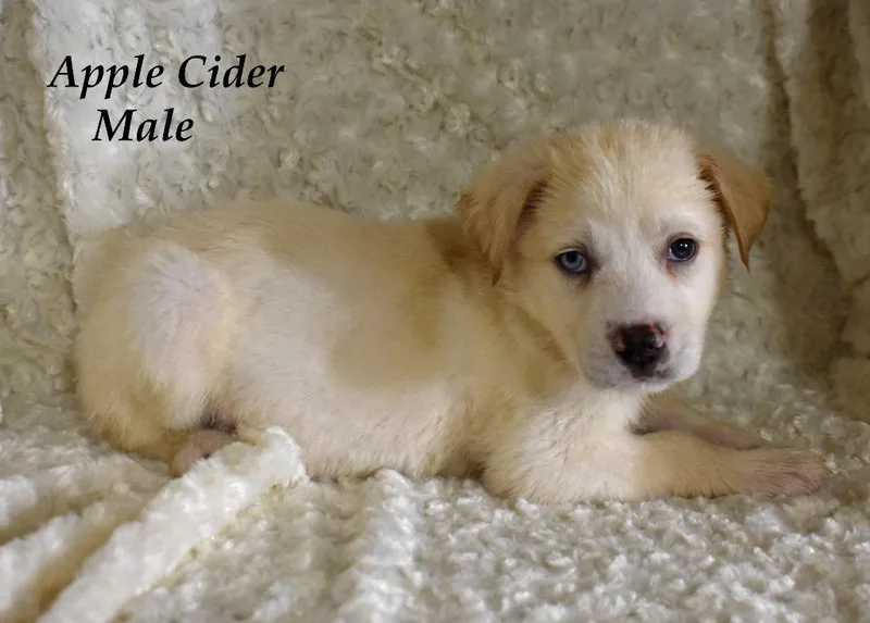 Apple Cider thumbnail 4