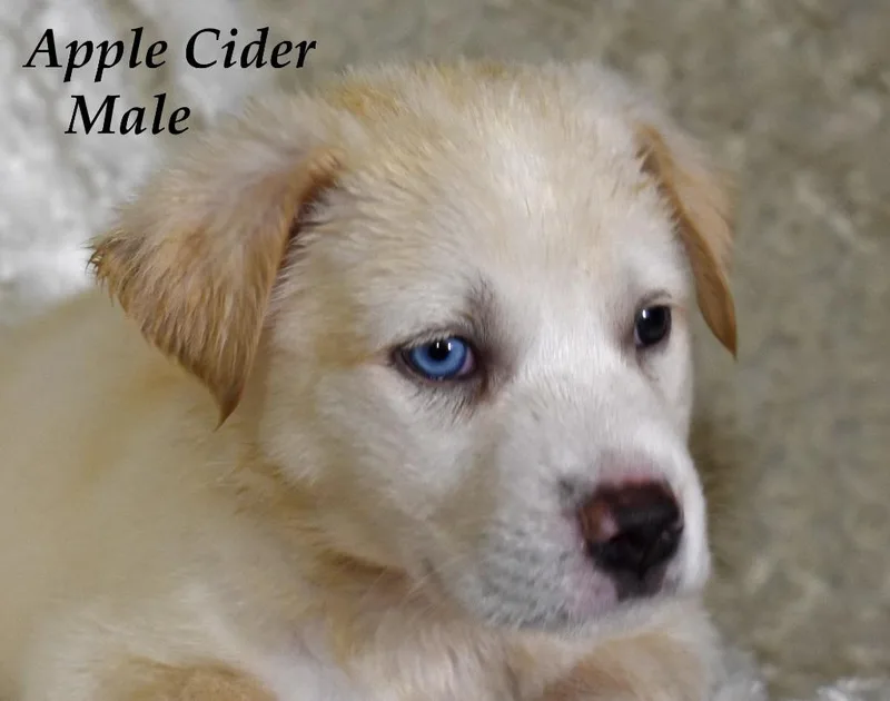 Apple Cider thumbnail 5