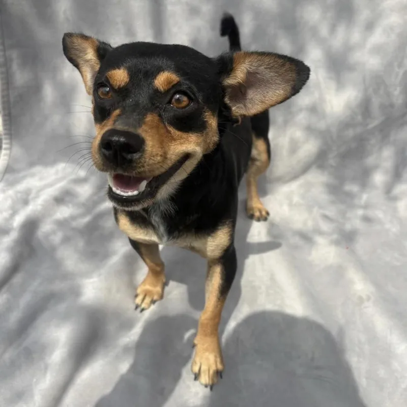 A young medium-sized female Bicolor Miniature Pinscher dog named Sadie for adoption in Pittstown, NJ