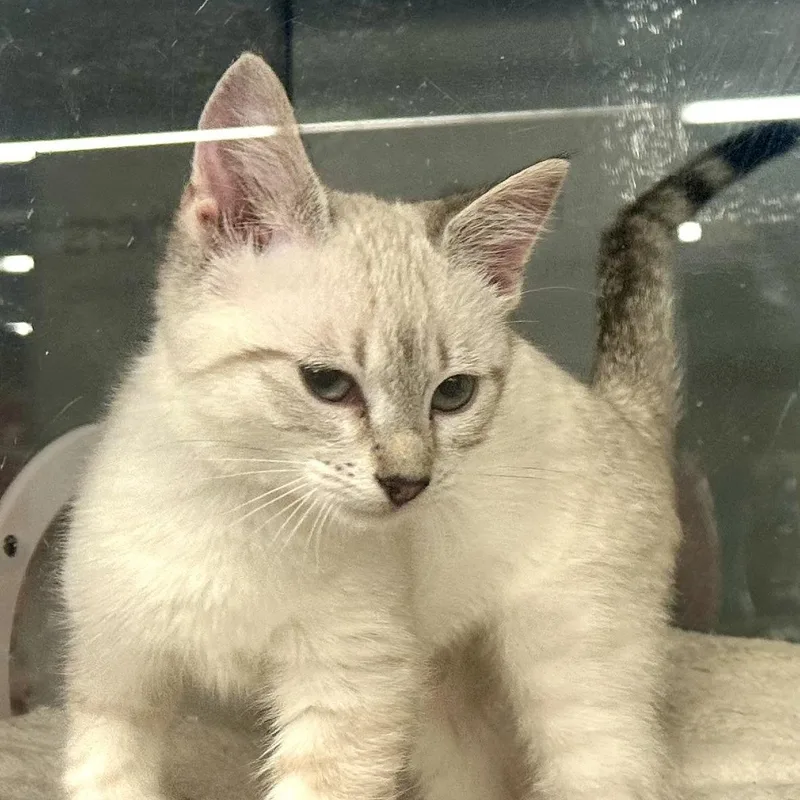 A baby medium-sized female Buff & White Siamese cat named Salmon for adoption in Beaufort, SC