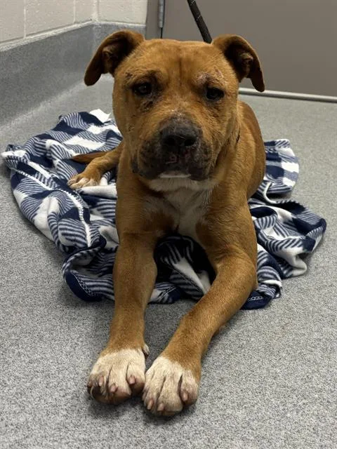 An adult large-sized male Pit Bull Terrier dog named Tucker for adoption in Indianapolis, IN