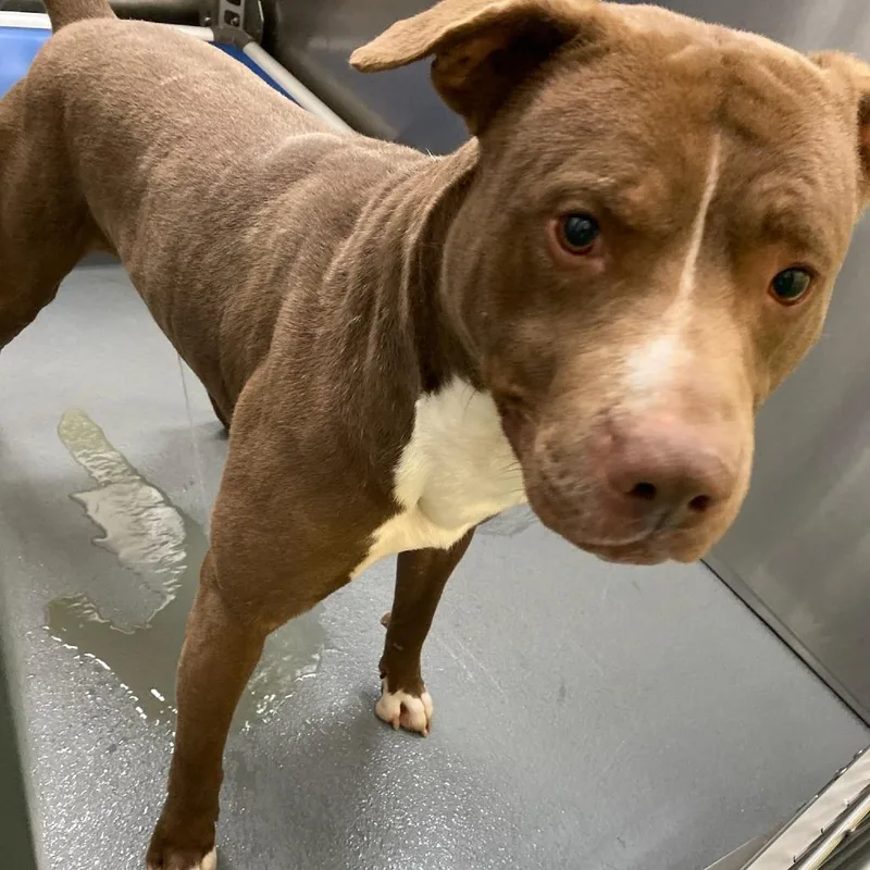 An adult medium-sized male Brown / Chocolate Pit Bull Terrier dog named B for adoption in Bartlett, TN