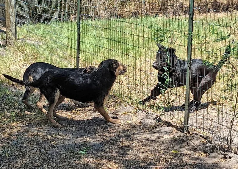 Levi Blue thumbnail 4