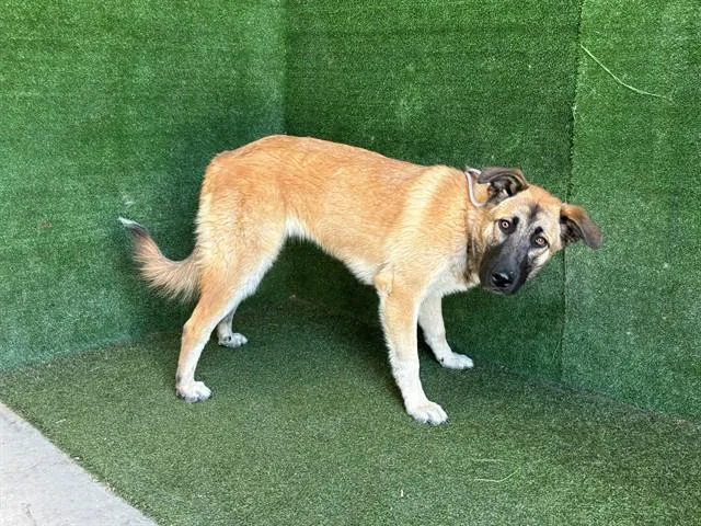 A young large-sized female German Shepherd Dog dog named Desi for adoption in Lancaster, CA