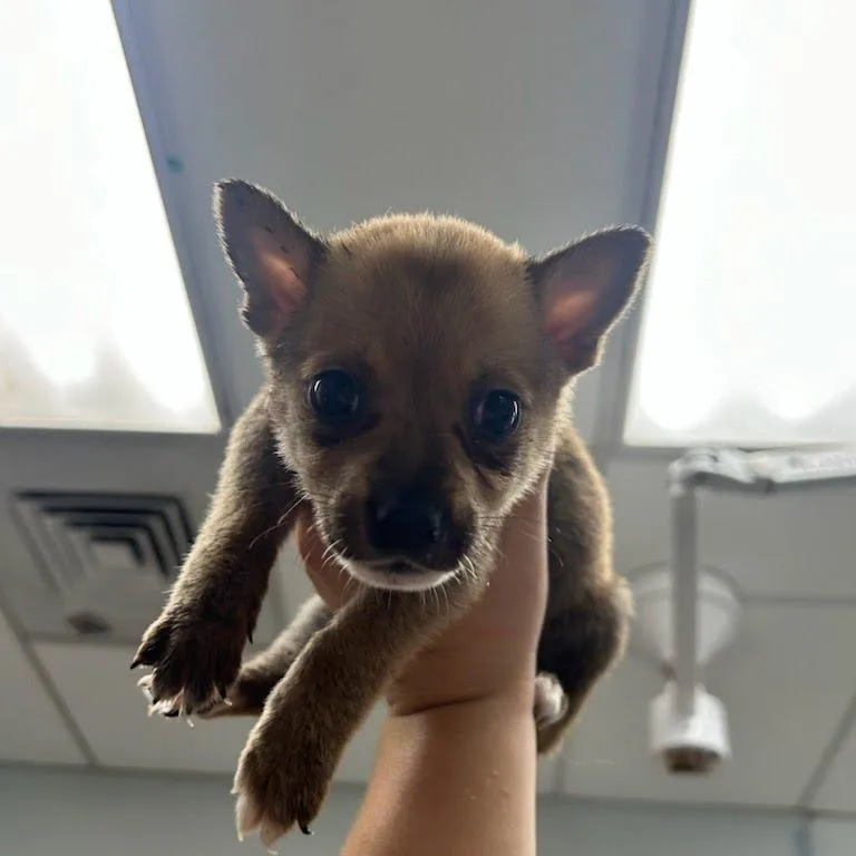 A baby small-sized male Brown / Chocolate Chihuahua dog named Ostrich for adoption in Durango, CO