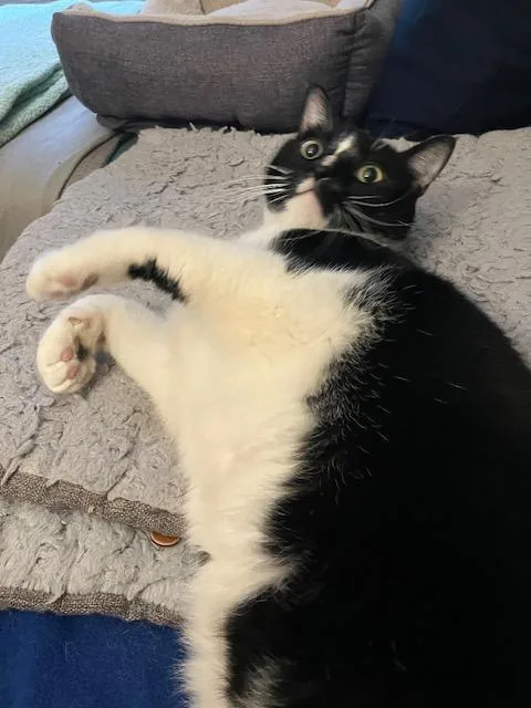 An adult extra large-sized male Domestic Short Hair cat named Orbit for adoption in Saint Paul, MN