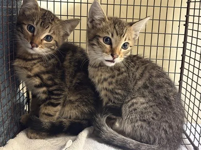 A baby small-sized male Domestic Short Hair cat named Agamemnon for adoption in Tustin, CA