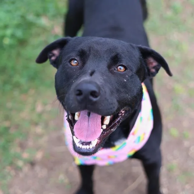 A young medium-sized male Labrador Retriever dog named Zuko for adoption in San Antonio, TX