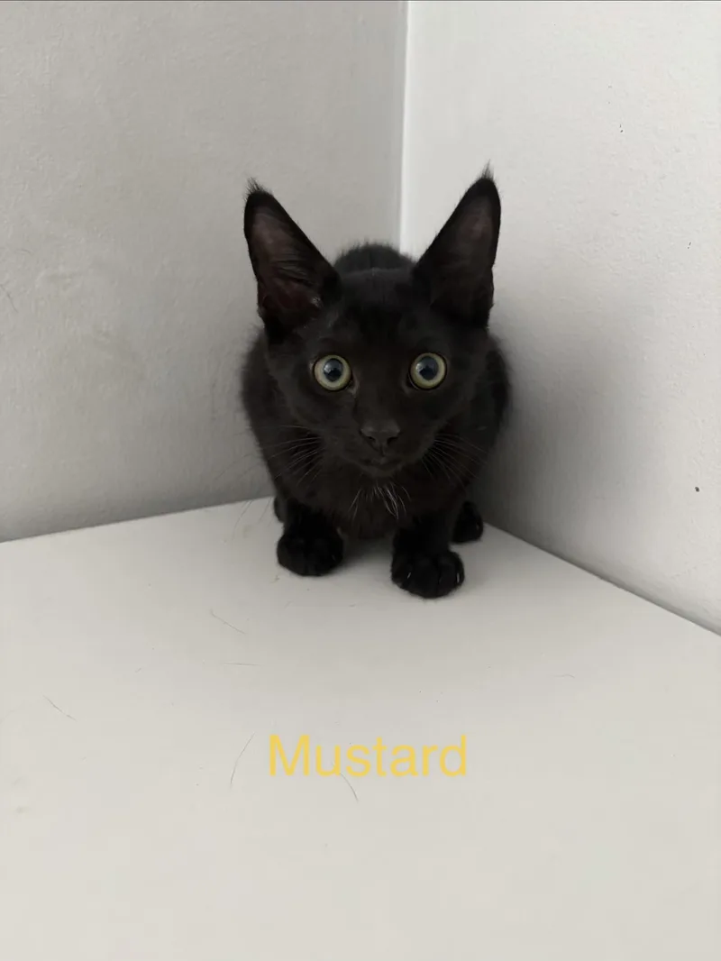 A young medium-sized male Black Domestic Short Hair cat named Mustard for adoption in Roanoke, VA