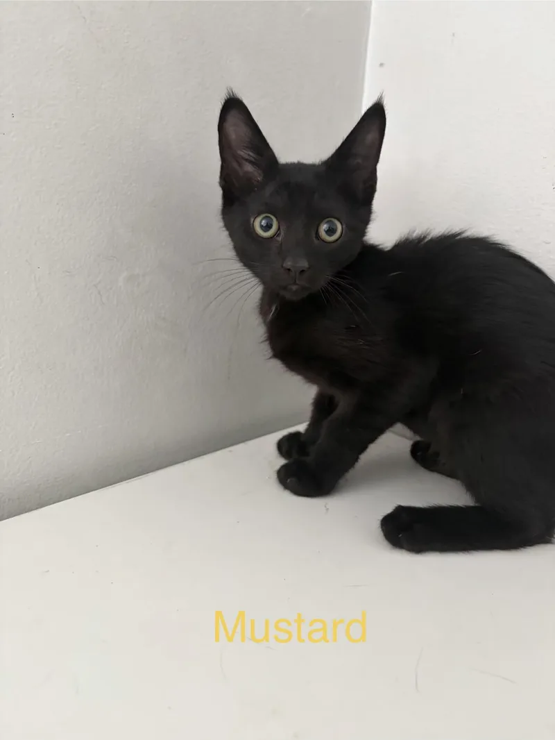 Mustard thumbnail 4