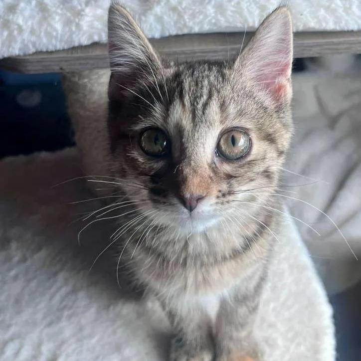 A baby small-sized female White Siamese cat named Squirrel for adoption in Winchester, VA
