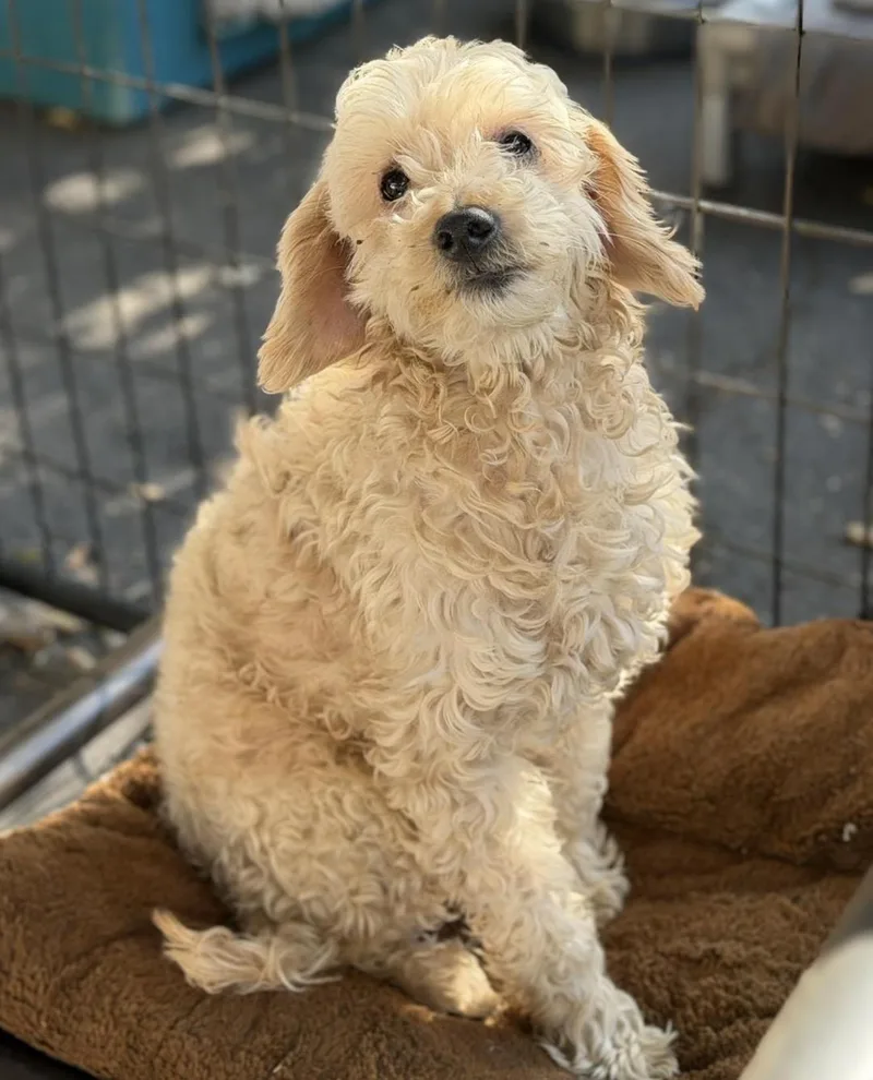 An adult small-sized male Golden Goldendoodle dog named Tyler for adoption in Santa Rosa, CA