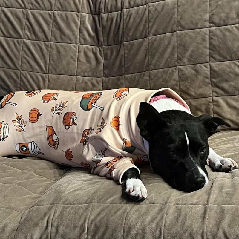An adult large-sized female Black Mixed Breed dog named Bagel for adoption in East Hanover, NJ