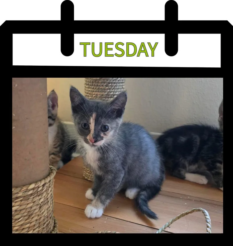 A baby small-sized female Calico Domestic Short Hair cat named Tuesday for adoption in Newberg, OR