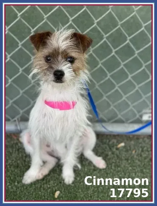 Cinnamon thumbnail 2