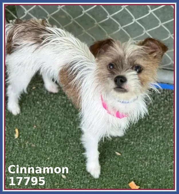 Cinnamon
