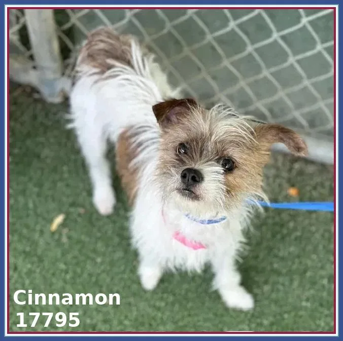 Cinnamon thumbnail 4