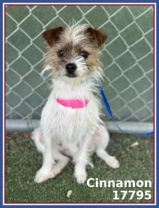 Cinnamon thumbnail 5