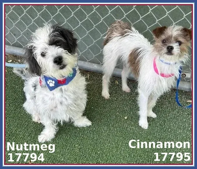 Cinnamon thumbnail 6