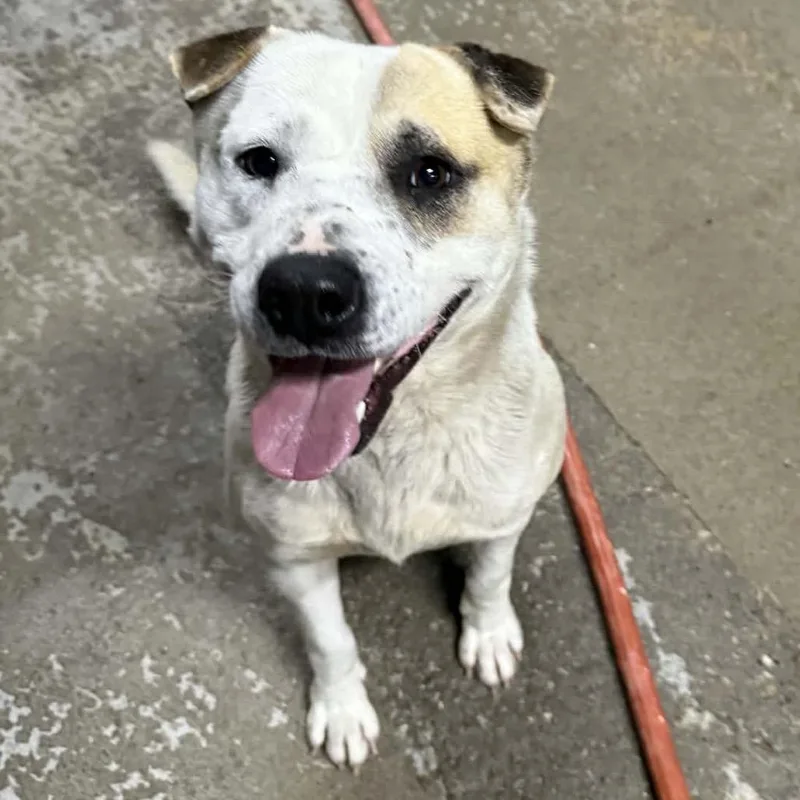 An adult medium-sized male Mixed Breed dog named Finn for adoption in Baxter, KY