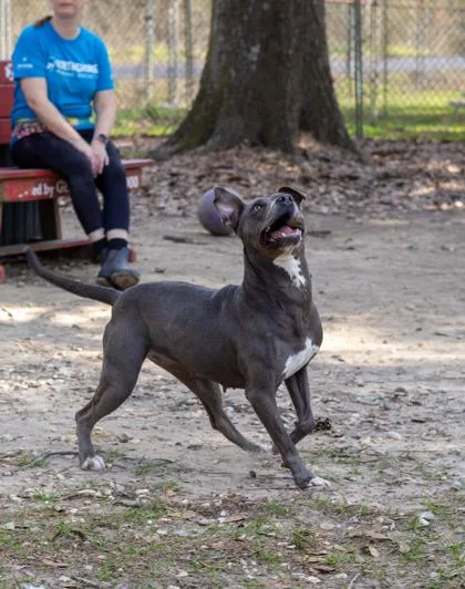 An adult medium-sized female Mixed Breed dog named Dove for adoption in Covington, LA