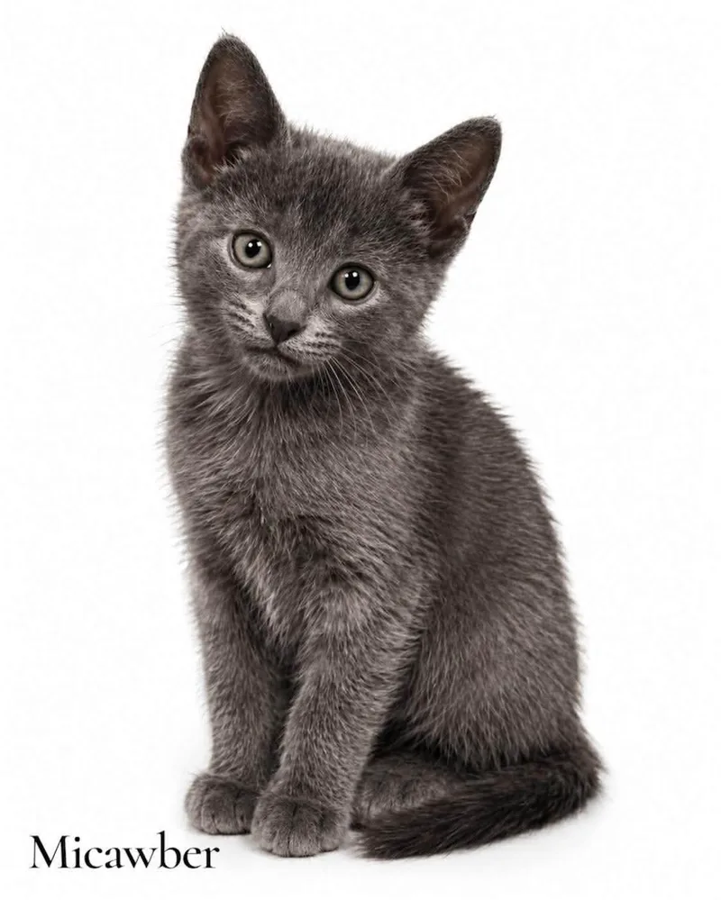 A baby medium-sized male Gray / Blue / Silver Domestic Short Hair cat named Micawber for adoption in Stevensville, MI