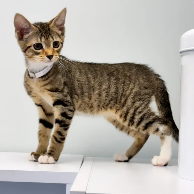 A young small-sized male Tabby (Brown / Chocolate) Domestic Short Hair cat named Jack Daniel for adoption in Syosset, NY