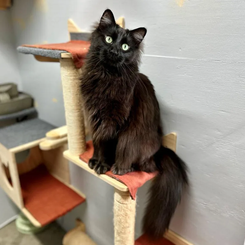 An adult large-sized male Black Norwegian Forest Cat cat named Starsky for adoption in Tulsa, OK