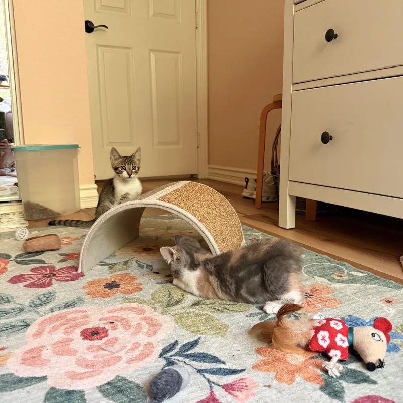 A baby small-sized female Calico Domestic Short Hair cat named Sweet Cakes for adoption in Tustin, CA