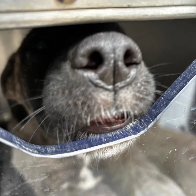 Brandywine thumbnail 2