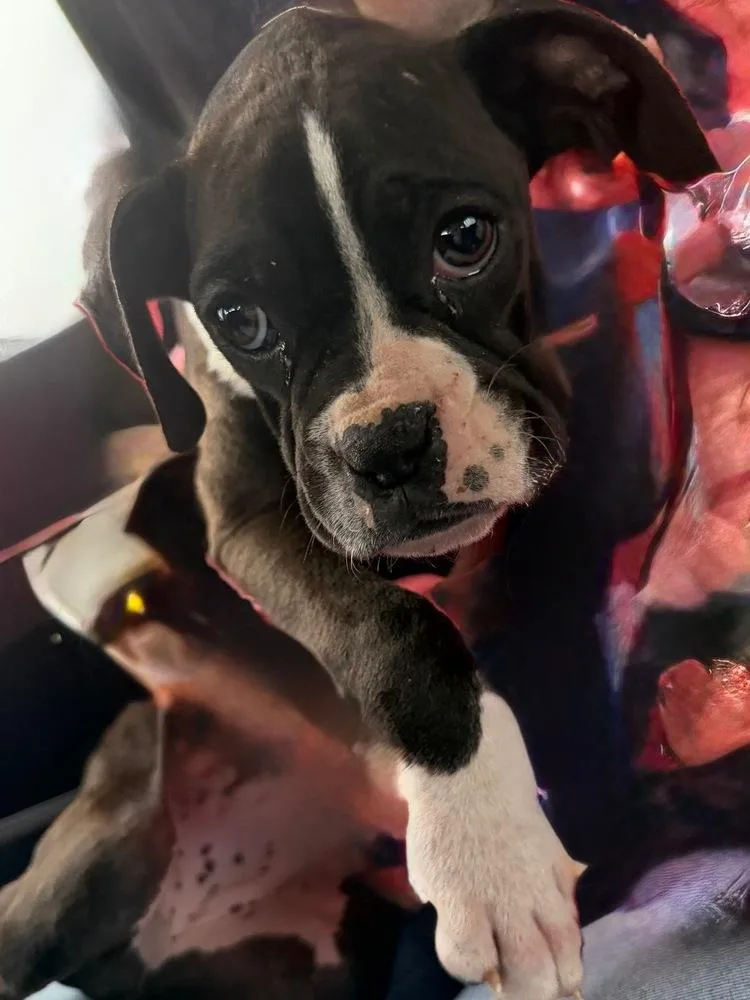 Cleo