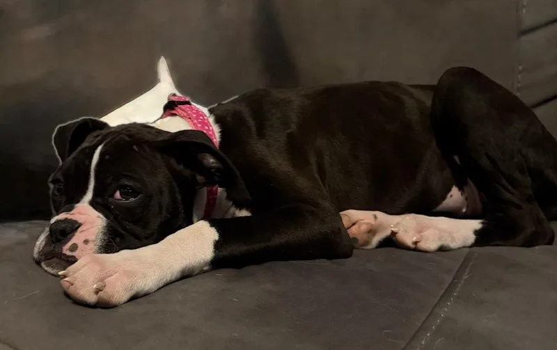 Cleo thumbnail 3