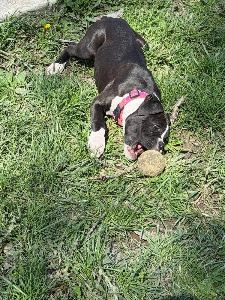 Cleo thumbnail 4