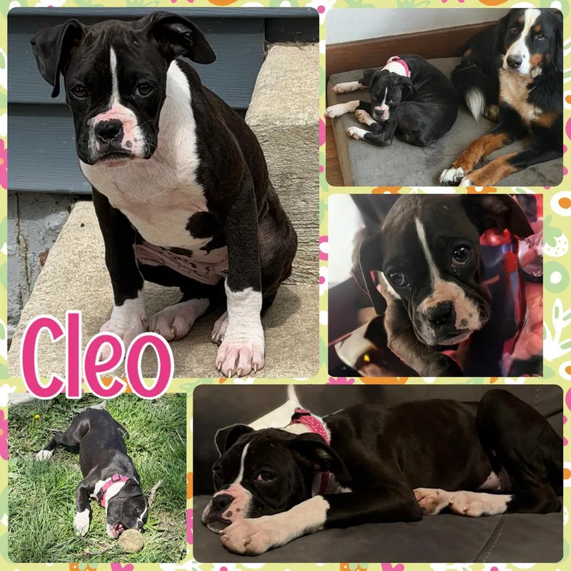Cleo thumbnail 5