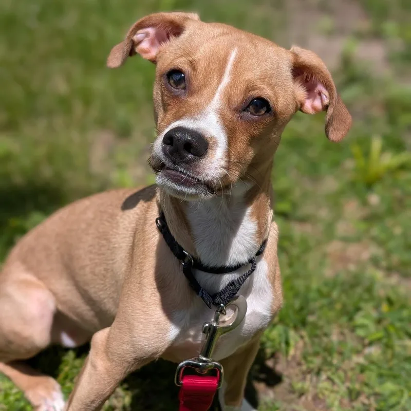 A young small-sized female Yellow / Tan / Blond / Fawn Mixed Breed dog named Sandy for adoption in Deerfield, IL