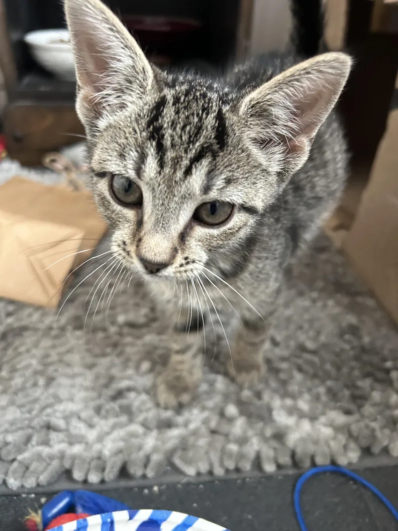 A baby small-sized female Domestic Short Hair cat named Libra for adoption in Havertown, PA