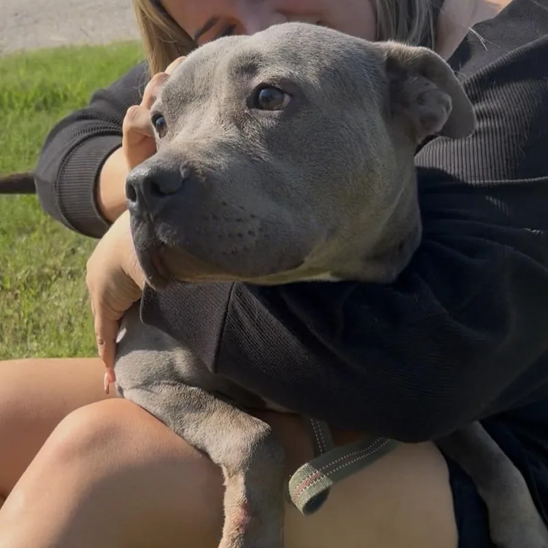 An adult medium-sized female Gray / Blue / Silver American Bully dog named Remi for adoption in Merit, TX