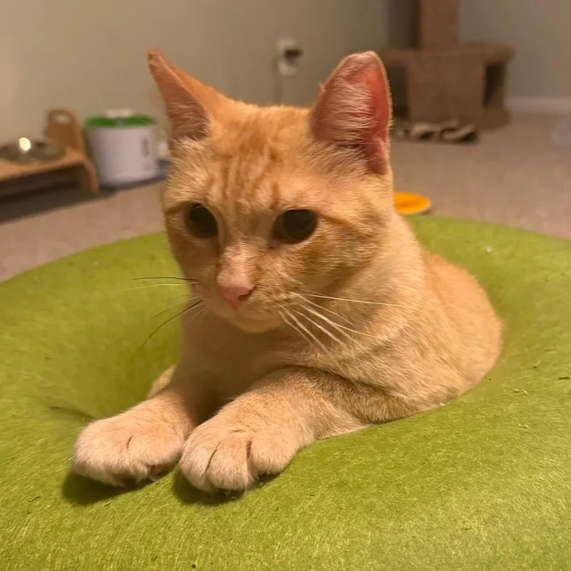 An adult medium-sized male Buff / Tan / Fawn Domestic Short Hair cat named Billy the Kid for adoption in Grand Rapids, MN
