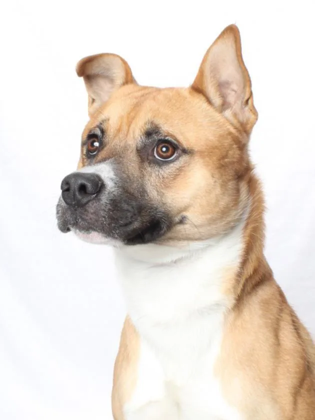 A young large-sized male Pit Bull Terrier dog named Beck for adoption in Burbank, CA