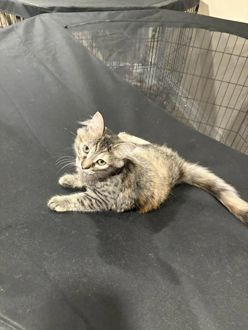 A baby small-sized female Dilute Calico Domestic Short Hair cat named Wolfie for adoption in Syosset, NY