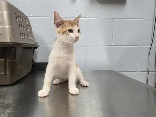 A baby small-sized male Domestic Short Hair cat named Roush for adoption in Ames, IA