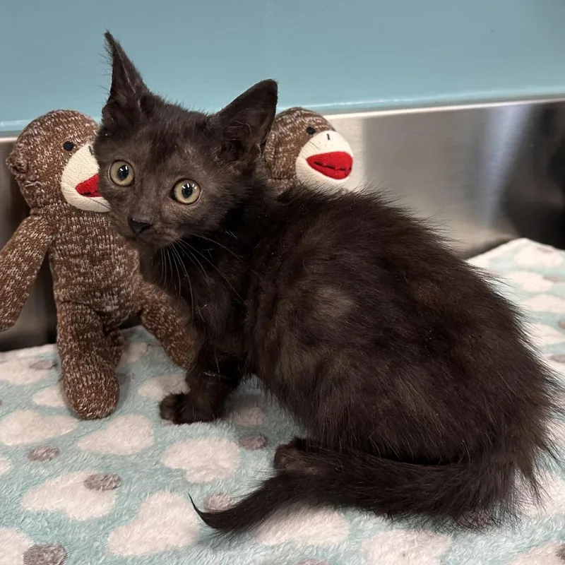 A baby small-sized female Black Domestic Short Hair cat named Swiss Roll for adoption in Mount Vernon, IN