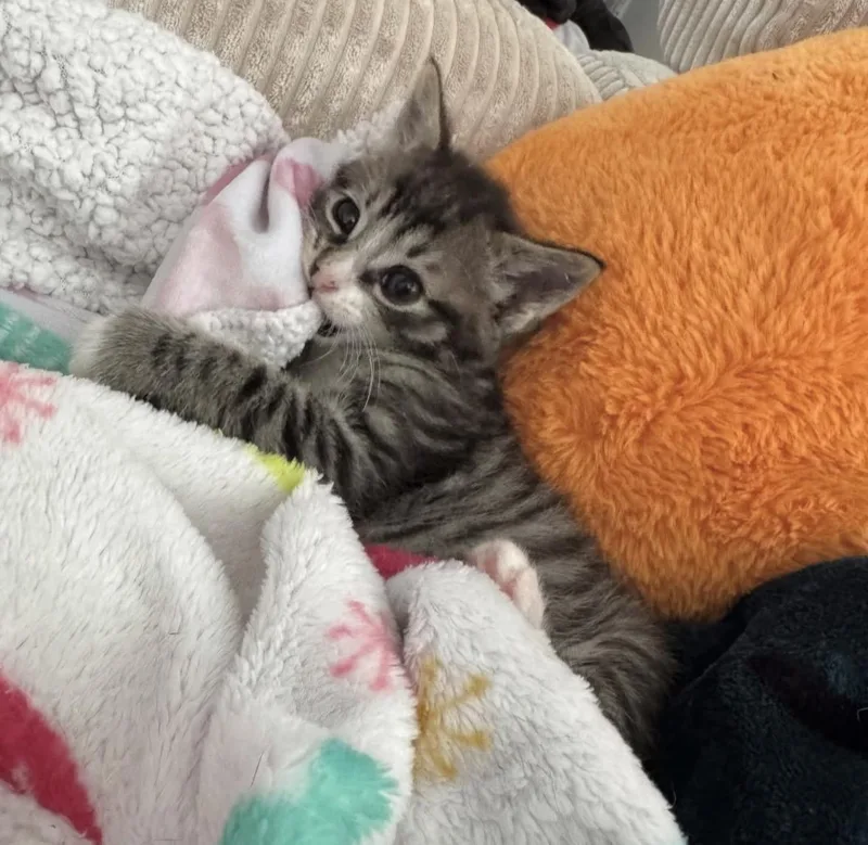 Nemo
