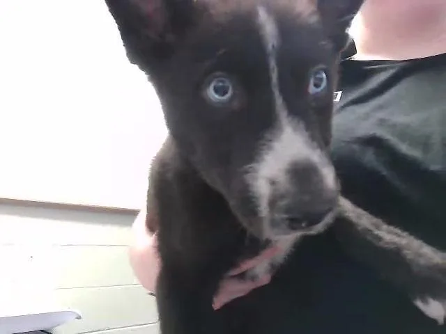 A baby small-sized male Husky dog named Wasobi for adoption in Tulsa, OK
